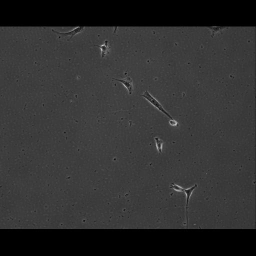  NCBI Organism:Mus musculus; Cell Types:permanent cell line cell Cell Components:cell, nucleus, extracellular matrix part; Biological process:localization, cellular localization, cell adhesion;