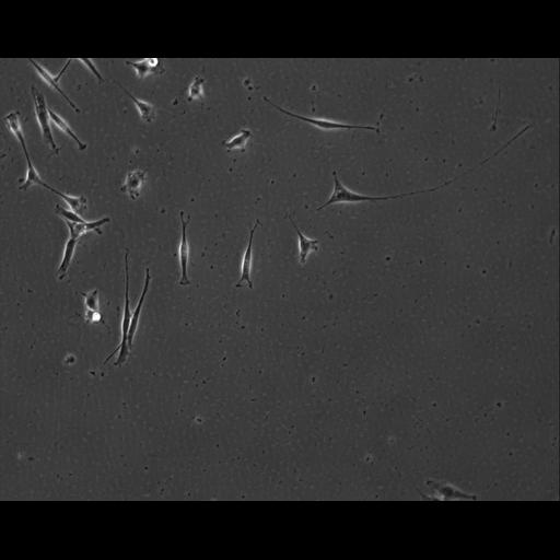  NCBI Organism:Mus musculus; Cell Types:permanent cell line cell Cell Components:cell, nucleus, extracellular matrix part; Biological process:localization, cellular localization, cell adhesion;