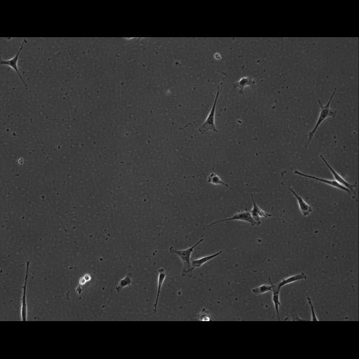  NCBI Organism:Mus musculus; Cell Types:permanent cell line cell Cell Components:cell, nucleus, extracellular matrix part; Biological process:localization, cellular localization, cell adhesion;