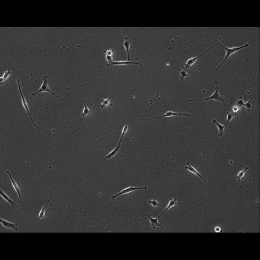  NCBI Organism:Mus musculus; Cell Types:permanent cell line cell Cell Components:cell, nucleus, extracellular matrix part; Biological process:localization, cellular localization, cell adhesion;