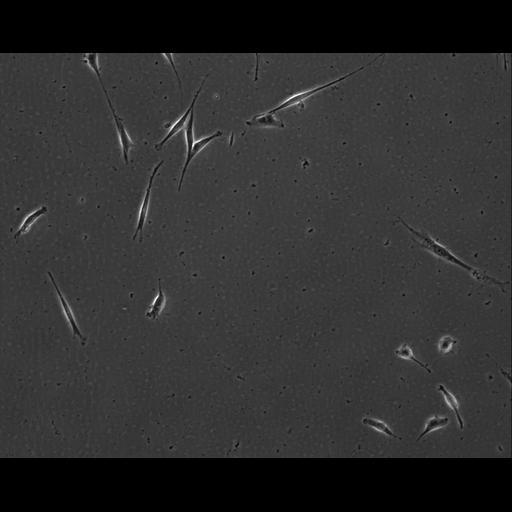  NCBI Organism:Mus musculus; Cell Types:permanent cell line cell Cell Components:cell, nucleus, extracellular matrix part; Biological process:localization, cellular localization, cell adhesion;