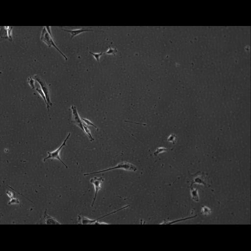  NCBI Organism:Mus musculus; Cell Types:permanent cell line cell Cell Components:cell, nucleus, extracellular matrix part; Biological process:localization, cellular localization, cell adhesion;