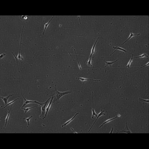  NCBI Organism:Mus musculus; Cell Types:permanent cell line cell Cell Components:cell, nucleus, extracellular matrix part; Biological process:localization, cellular localization, cell adhesion;