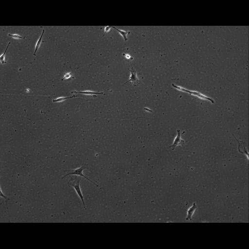  NCBI Organism:Mus musculus; Cell Types:permanent cell line cell Cell Components:cell, nucleus, extracellular matrix part; Biological process:localization, cellular localization, cell adhesion;