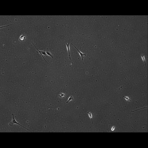  NCBI Organism:Mus musculus; Cell Types:permanent cell line cell Cell Components:cell, nucleus, extracellular matrix part; Biological process:localization, cellular localization, cell adhesion;