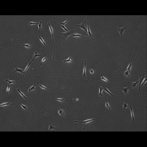  NCBI Organism:Mus musculus; Cell Types:permanent cell line cell Cell Components:cell, nucleus, extracellular matrix part; Biological process:localization, cellular localization, cell adhesion;