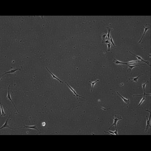  NCBI Organism:Mus musculus; Cell Types:permanent cell line cell Cell Components:cell, nucleus, extracellular matrix part; Biological process:localization, cellular localization, cell adhesion;