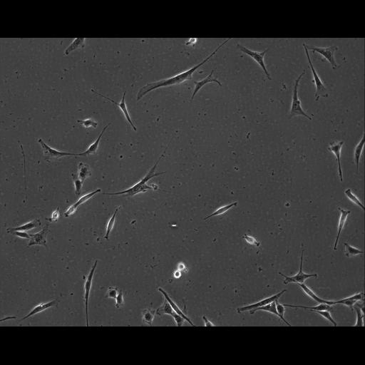  NCBI Organism:Mus musculus; Cell Types:permanent cell line cell Cell Components:cell, nucleus, extracellular matrix part; Biological process:localization, cellular localization, cell adhesion;