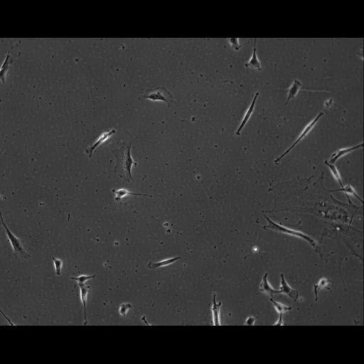  NCBI Organism:Mus musculus; Cell Types:permanent cell line cell Cell Components:cell, nucleus, extracellular matrix part; Biological process:localization, cellular localization, cell adhesion;