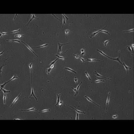  NCBI Organism:Mus musculus; Cell Types:permanent cell line cell Cell Components:cell, nucleus, extracellular matrix part; Biological process:localization, cellular localization, cell adhesion;