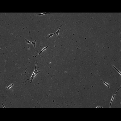  NCBI Organism:Mus musculus; Cell Types:permanent cell line cell Cell Components:cell, nucleus, extracellular matrix part; Biological process:localization, cellular localization, cell adhesion;