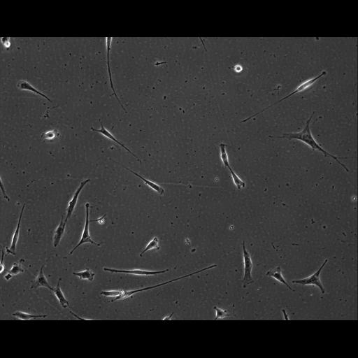  NCBI Organism:Mus musculus; Cell Types:permanent cell line cell Cell Components:cell, nucleus, extracellular matrix part; Biological process:localization, cellular localization, cell adhesion;