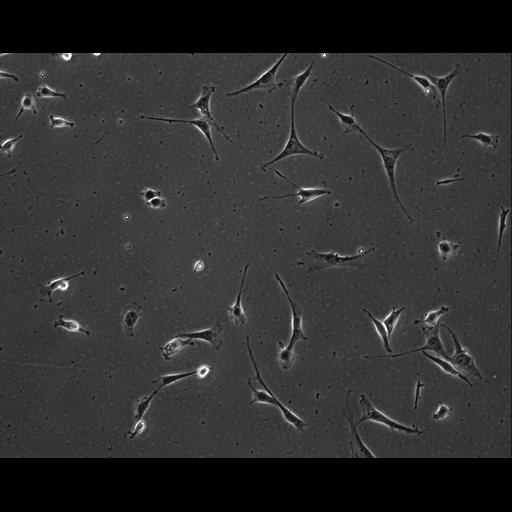  NCBI Organism:Mus musculus; Cell Types:permanent cell line cell Cell Components:cell, nucleus, extracellular matrix part; Biological process:localization, cellular localization, cell adhesion;