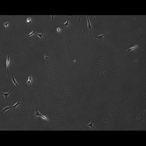  NCBI Organism:Mus musculus; Cell Types:permanent cell line cell Cell Components:cell, nucleus, extracellular matrix part; Biological process:localization, cellular localization, cell adhesion;