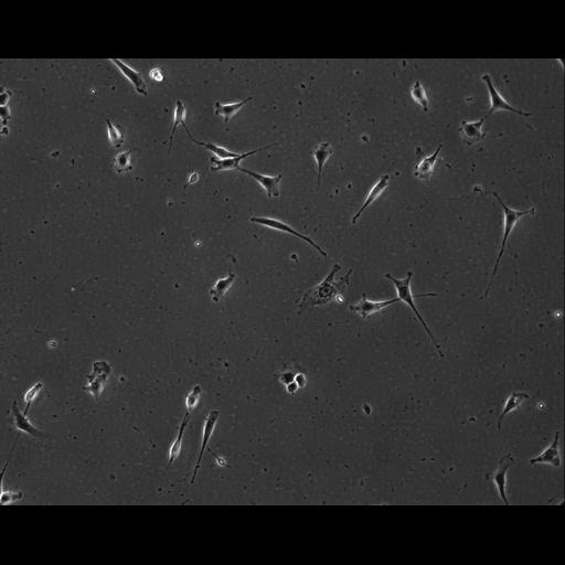  NCBI Organism:Mus musculus; Cell Types:permanent cell line cell Cell Components:cell, nucleus, extracellular matrix part; Biological process:localization, cellular localization, cell adhesion;