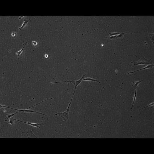  NCBI Organism:Mus musculus; Cell Types:permanent cell line cell Cell Components:cell, nucleus, extracellular matrix part; Biological process:localization, cellular localization, cell adhesion;