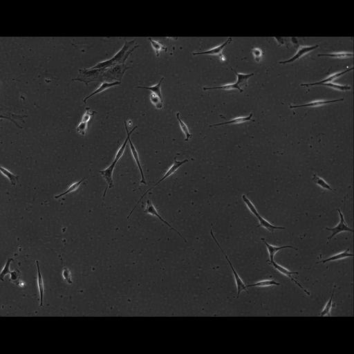  NCBI Organism:Mus musculus; Cell Types:permanent cell line cell Cell Components:cell, nucleus, extracellular matrix part; Biological process:localization, cellular localization, cell adhesion;