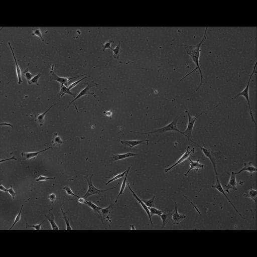  NCBI Organism:Mus musculus; Cell Types:permanent cell line cell Cell Components:cell, nucleus, extracellular matrix part; Biological process:localization, cellular localization, cell adhesion;