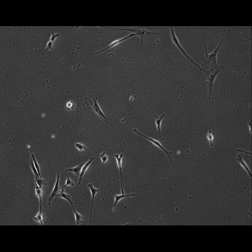  NCBI Organism:Mus musculus; Cell Types:permanent cell line cell Cell Components:cell, nucleus, extracellular matrix part; Biological process:localization, cellular localization, cell adhesion;