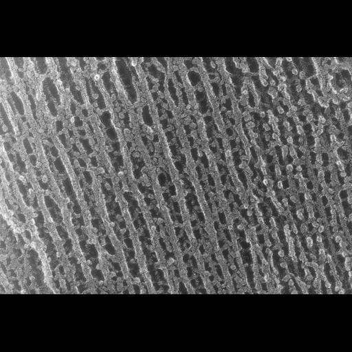  NCBI Organism:Oryctolagus cuniculus; Cell Types:skeletal muscle cell Cell Components:cytoskeleton Biological process:skeletal muscle contraction