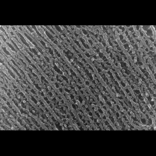  NCBI Organism:Oryctolagus cuniculus; Cell Types:skeletal muscle cell Cell Components:cytoskeleton Biological process:skeletal muscle contraction