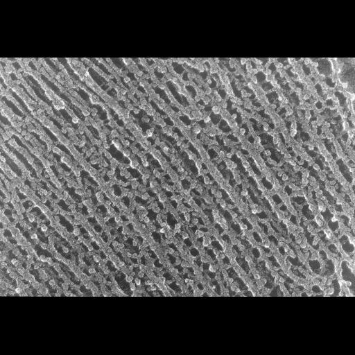  NCBI Organism:Oryctolagus cuniculus; Cell Types:skeletal muscle cell Cell Components:cytoskeleton Biological process:skeletal muscle contraction