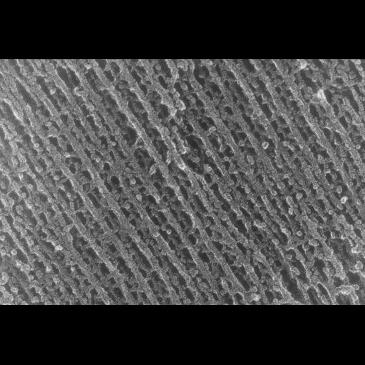  NCBI Organism:Oryctolagus cuniculus; Cell Types:skeletal muscle cell Cell Components:cytoskeleton Biological process:skeletal muscle contraction