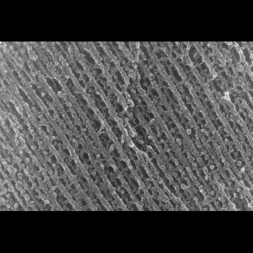  NCBI Organism:Oryctolagus cuniculus; Cell Types:skeletal muscle cell Cell Components:cytoskeleton Biological process:skeletal muscle contraction