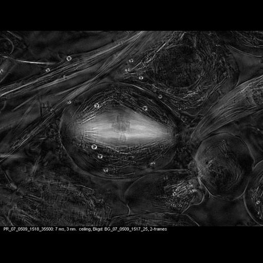  Cell Types:spermatocyte Cell Components:cytoskeleton, nuclear chromosome, spindle; Biological process:spindle assembly involved in male meiosis II