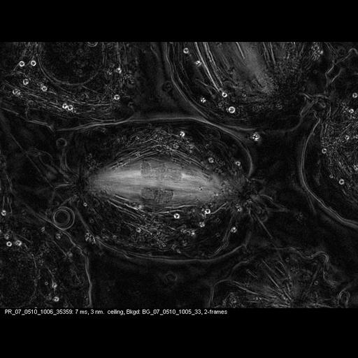  Cell Types:spermatocyte Cell Components:cytoskeleton, spindle, nuclear chromosome; Biological process:spindle assembly involved in male meiosis II