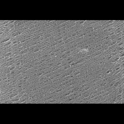  NCBI Organism:Oryctolagus cuniculus; Cell Types:skeletal muscle cell Cell Components:cytoskeleton Biological process:skeletal muscle contraction