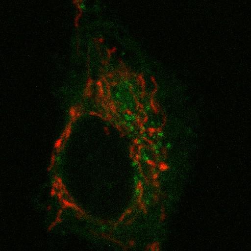  NCBI Organism:Rattus; Cell Types:fibroblast Cell Components:mitochondrion, ; Biological process:mitochondrion organization