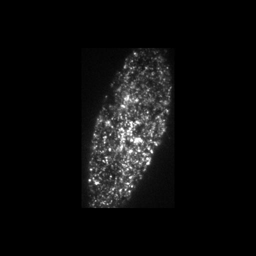  NCBI Organism:Mus musculus; Cell Components:insulin-responsive compartment Biological process:vesicle-mediated transport