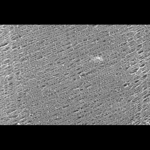  NCBI Organism:Oryctolagus cuniculus; Cell Types:skeletal muscle cell Cell Components:cytoskeleton Biological process:skeletal muscle contraction