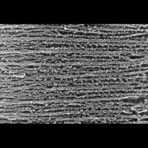  NCBI Organism:Oryctolagus cuniculus; Cell Types:skeletal muscle cell Cell Components:cytoskeleton Biological process:skeletal muscle contraction