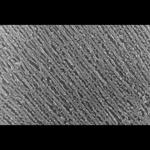  NCBI Organism:Oryctolagus cuniculus; Cell Types:skeletal muscle cell Cell Components:cytoskeleton Biological process:skeletal muscle contraction