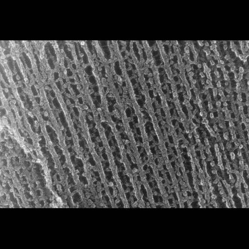  NCBI Organism:Oryctolagus cuniculus; Cell Types:skeletal muscle cell Cell Components:cytoskeleton Biological process:skeletal muscle contraction