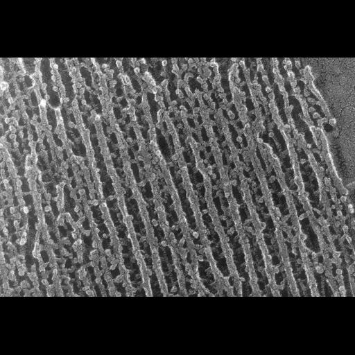  NCBI Organism:Oryctolagus cuniculus; Cell Types:skeletal muscle cell Cell Components:cytoskeleton Biological process:skeletal muscle contraction