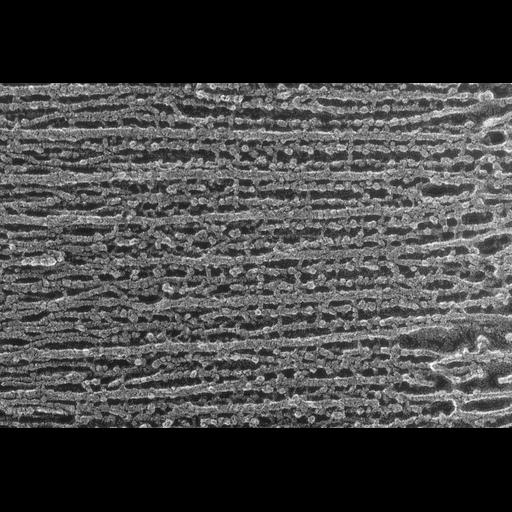  NCBI Organism:Oryctolagus cuniculus; Cell Types:skeletal muscle cell Cell Components:cytoskeleton Biological process:skeletal muscle contraction