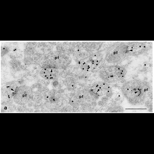  NCBI Organism:Rattus; Cell Types:Purkinje cell Cell Components:synapse, , , ;