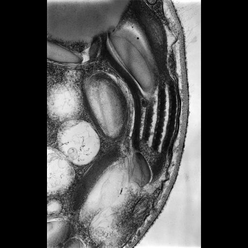  NCBI Organism:Chlamydomonas reinhardtii; Cell Types:plant cell Cell Components:chloroplast Biological process:photosynthesis, light harvesting, organelle organization;