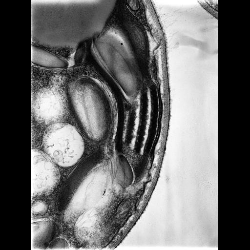  NCBI Organism:Chlamydomonas reinhardtii; Cell Types:plant cell Cell Components:chloroplast Biological process:photosynthesis, light harvesting, organelle organization;