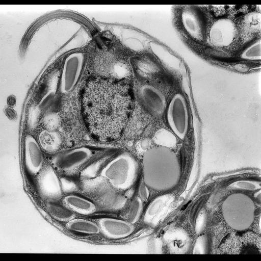  NCBI Organism:Chlamydomonas reinhardtii; Cell Types:plant cell Cell Components:chloroplast, nucleus, microtubule-based flagellum part, microtubule basal body; Biological process:photosynthesis, light harvesting, organelle organization;