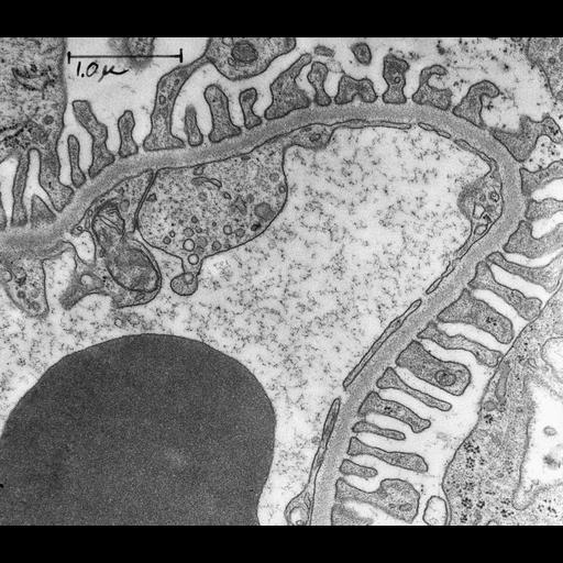  NCBI Organism:Rattus; Cell Types:endothelial cell, epithelial cell, blood cell; Cell Components:basement membrane