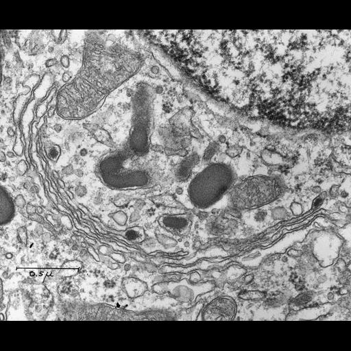  NCBI Organism:Rattus; Cell Components:Golgi cis cisterna, Golgi trans cisterna, secretory granule;