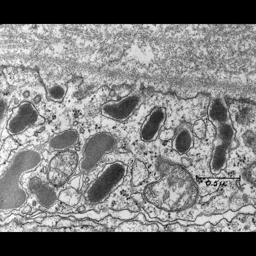  NCBI Organism:Rattus; Cell Types:Mammotroph Cell Components:extracellular matrix, secretory granule; Biological process:exocytosis