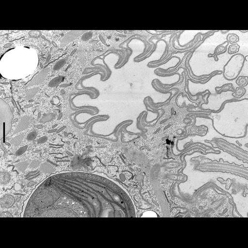  NCBI Organism:Coleps hirtus; Cell Types:, ; Cell Components:, microtubule associated complex, ; Biological process:digestive system process, symbiosis, encompassing mutualism through parasitism;