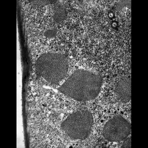  NCBI Organism:Euplotes sp.; Cell Types:cell by organism, eukaryotic cell, , ; Cell Components:mitochondrial outer membrane, mitochondrial inner membrane, symbiont-containing vacuole, glycogen granule, cytoplasmic microtubule; Biological process:cortical cytoskeleton organization, , cortical microtubule organization, cytoplasm organization;