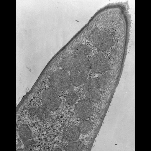  NCBI Organism:Euplotes sp.; Cell Types:cell by organism, eukaryotic cell, , ; Cell Components:cortical microtubule cytoskeleton, cytoplasmic microtubule, mitochondrion, mitochondrial inner membrane, plasma membrane; Biological process:cortical cytoskeleton organization, , ;