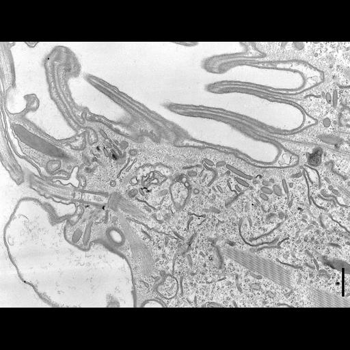  NCBI Organism:Coleps hirtus; Cell Types:eukaryotic cell, , ; Cell Components:cilium axoneme, axonemal microtubule, axonemal dynein complex, plasma membrane, microtubule basal body, cytoskeleton, microtubule cytoskeleton, actin cytoskeleton; Biological process:ciliary or flagellar motility, microtubule cytoskeleton organization, , ;